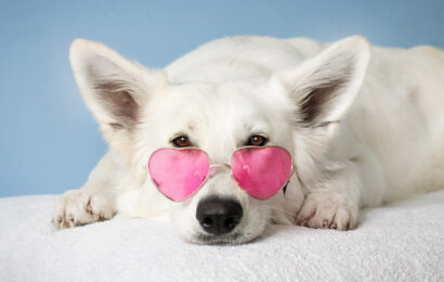pet-dogwhite pet-dogwhite
