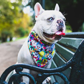 margopetstore-bandana-2
